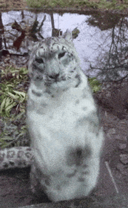 Snow Leopard GIF