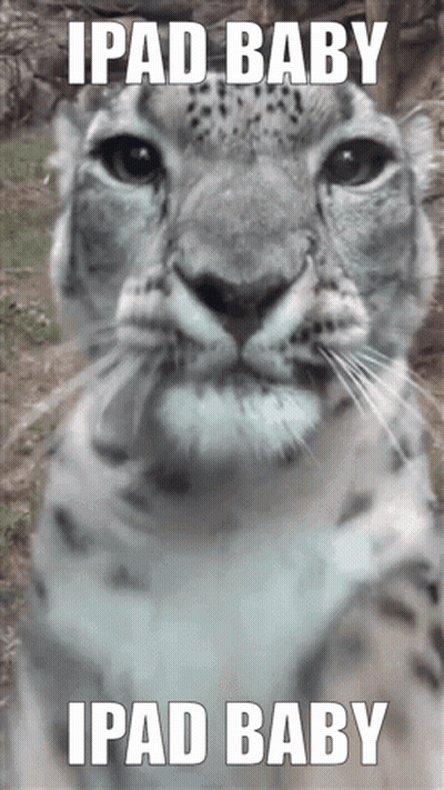 Snow Leopard IPad Baby GIF