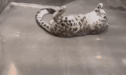 Snow Leopard Rolling Around GIF