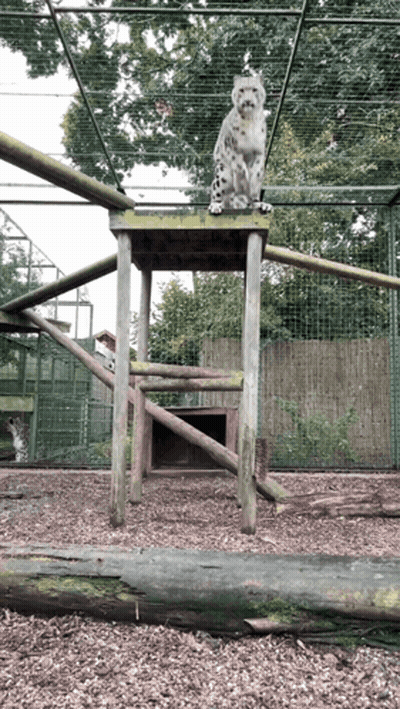 Snow Leopard Sitting on Wooden Stool in Cage
