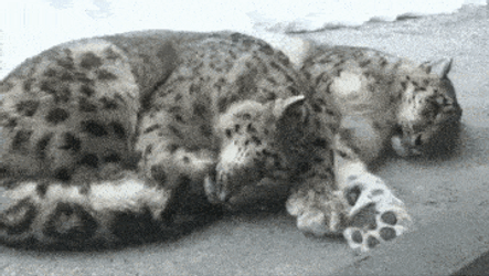 Snow Leopard Sleeping GIF