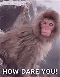 Snow Monkey How Dare You Meme GIF