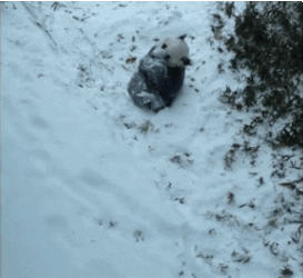 Snow Panda Rolling Down GIF