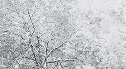 Snow Storm Snow Falling From Sky GIF