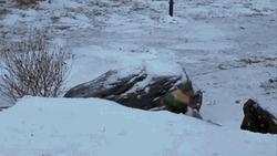 Snowball Will Ferrell Snow GIF