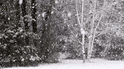 Snowflake On The Woods GIF