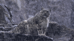 Snowing On Snow Leopard GIF