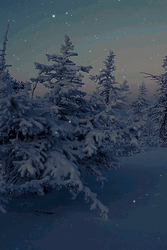 Snowing Over Pine Trees GIF