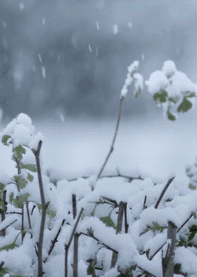 Snowy Bush With Visible Branches GIF