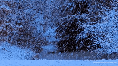 Snowy Forest GIF