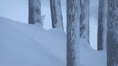 Snowy Forest With Ice-Covered Trees