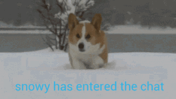 Snowy Has Entered The Chat Saturday GIF