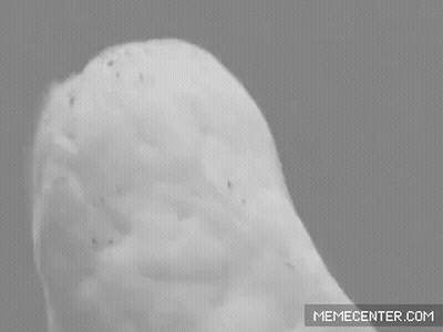 Snowy Owl Black And White Photo GIF