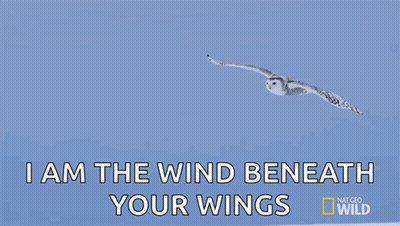 Snowy Owl I Am Wind Beneath Your Wings GIF