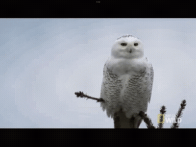 Snowy Owl Perched On Branch With National Geographic GIF