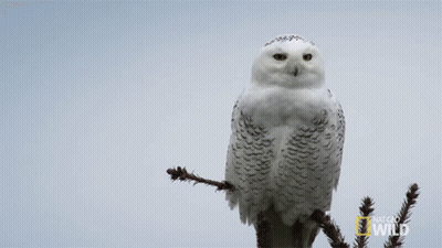 Snowy Owl Perched On Tree Branch National Geographic Wild GIF