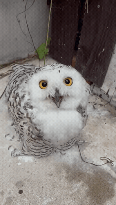 Snowy Owl With Yellow Eyes Sitting GIF