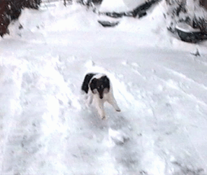 Snowy Saturday Happy Dog GIF