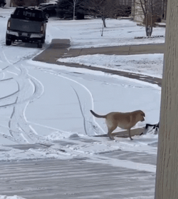 Snowy Saturday Helping Dog GIF