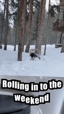 Snowy Saturday Rolling Into The Weekend GIF