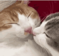 Snuggle Kiss Cat Couple GIF