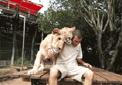 Snuggle Lion GIF