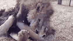 Snuggle Lion Cuddle