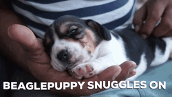 Snuggled Up Beagle Puppy GIF