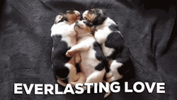 Snuggled Up Puppies GIF