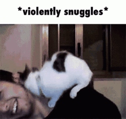 Snuggles Violently Cat GIF