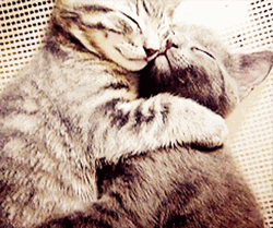 Snuggling And Hugging Cute Kittens GIF