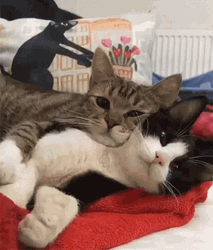 Snuggling Cats Back Hugged GIF