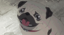 So Anyways I Started Blasting Excited Pug GIF
