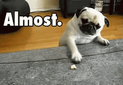 So Close Cute Pug Treat Reaching Out  GIF