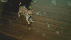 So Cute Bubbles Chihuahua GIF