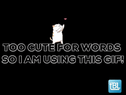 So Cute For Words Cat Hearts GIF