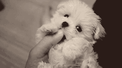 So Cute Maltese Dog Tickle GIF
