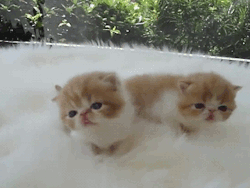 So Cute White Fur Tiny Kittens GIF