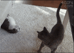 So Funny Lazy Cat Slides Playing  GIF