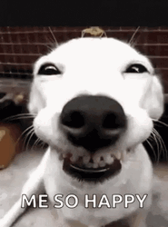So Happy Dog Big Smile GIF