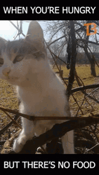 So Hungry Cat Looking For Food GIF