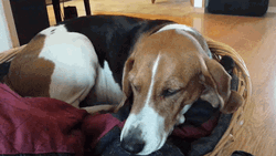 So Sad American Foxhound GIF
