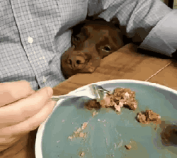 So Sad Dog Staring GIF