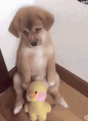 So Sad Dog GIF