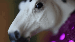 So Sad Horse GIF