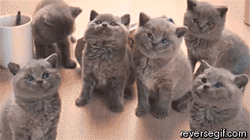 So Sad Kittens GIF
