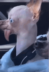 So Ugly Dog GIF