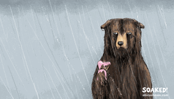 Soaking Poor Bear Drenched In Rain  GIF