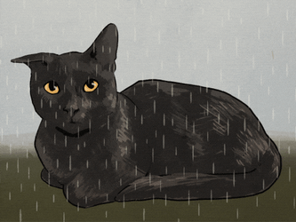 Soaking Wet Cat GIF