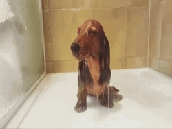 Soaking Wet Dog In The Bathroom GIF